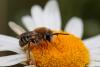 Colletes sp.